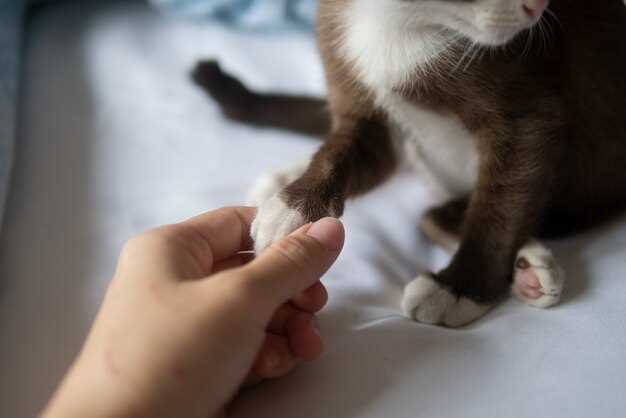 Применение мазей от лишая у человека, вызванного контактом с кошкой