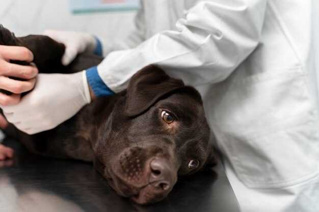 Какие отклонения от нормы могут указывать на проблемы со здоровьем пса?