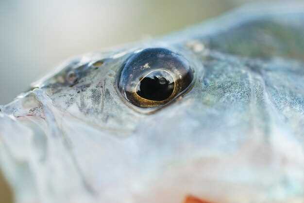 Какие методы и средства помогают излечить пучеглазие у рыб? Какие профилактические меры помогают предотвратить возникновение этого заболевания у рыб? Как следить за здоровьем глаз у рыб?